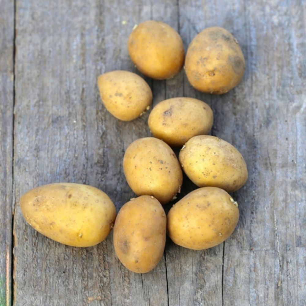 Prix Au Kg Pomme De Terre